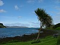 A Palm tree by the shore - geograph.org.uk - 2435434.jpg