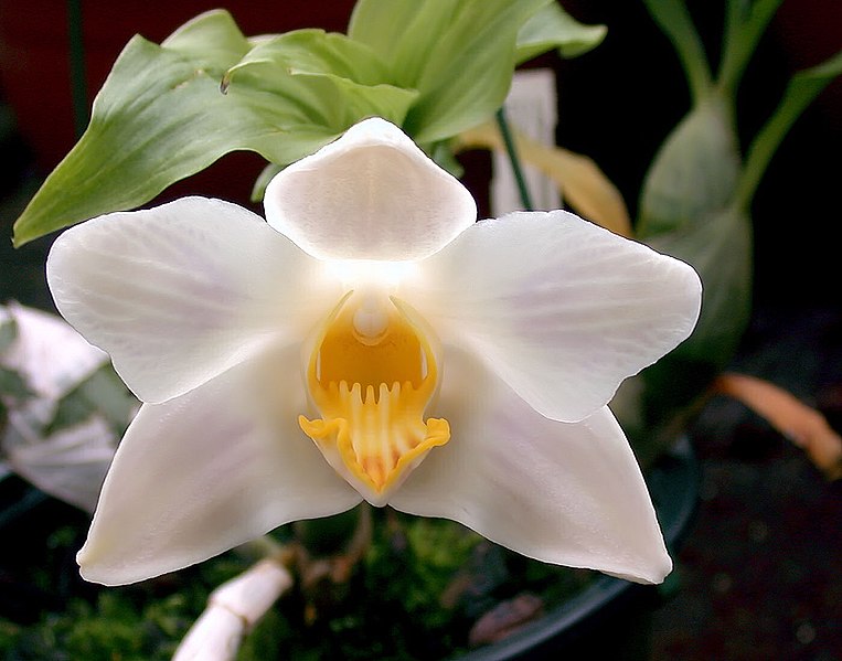 File:A and B Larsen orchids - Chysis bractescens DSCN1133.JPG