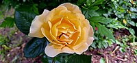 Thumbnail for File:A bright yellow rose.jpg