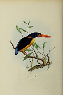 Alcedinidae'nin bir monografisi (19838261011) .jpg