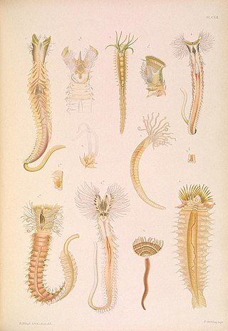 <i>Ampharetinae</i> Subfamily of annelids