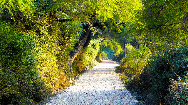 File:A_view_of_the_Bharatpur_bird_sanctuary.jpg