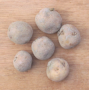 Aardappel Doré poters (Solanum tuberosum seed potatoes).jpg