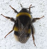 Abellon - Abejorro - Bumblebee - Bombus Terrestris - 01.jpg