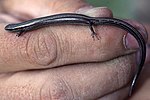 Thumbnail for Chernov's skink