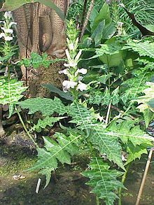 Acanthus montanus3.jpg