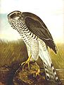 Azor común (Accipiter gentilis). Grabado por Johann Friedrich Naumann