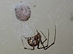 Thumbnail for Parasteatoda tepidariorum