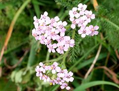 achillea millefolium infiorescenza