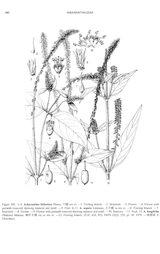 rightA. bidentata (1-5), A. aspera (6-11) & A. longifolia (12) Achyranthes, line drawings, MBG-FOC.gif