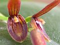 Acianthera micrantha