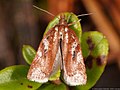 Acleris hyemana (Haworth, 1811)