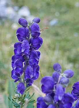 Aconitum napellus in the Swiss Alps