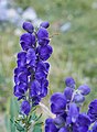 * Nomination Aconitum napellus in the Swiss Alps --Axel Tschentscher 21:36, 16 September 2019 (UTC) * Promotion Good quality. --Isiwal 07:09, 17 September 2019 (UTC)