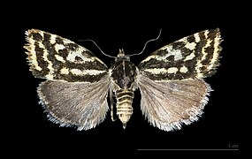 Museum specimen ♂ dorsal side