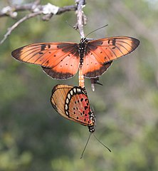 Acraea natalica, m (bo) & w, Skrikfontein, d.jpg