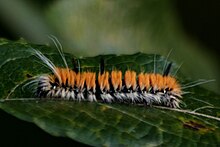 Acronicta insita - inat 10717917.jpg