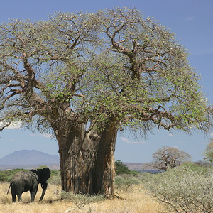 Baobab Africain: Étymologie, Description, Distribution