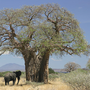Miniatyrbild för Baobabsläktet