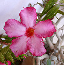 Rosa del deserto - Wikipedia