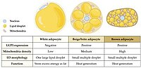 Thumbnail for File:Adipocyte classes.jpg