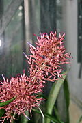 Aechmea purpureorosea Flowers.jpg