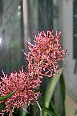 Aechmea purpureorosea Flowers.jpg