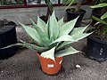 Thumbnail for Agave ovatifolia