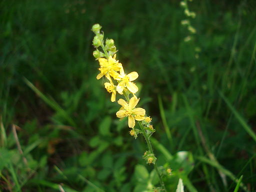 Agrimonia eupatoria 05