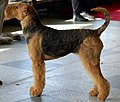 Miniatura para Airedale terrier