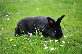 <span class="mw-page-title-main">Alaska rabbit</span> Breed of rabbit