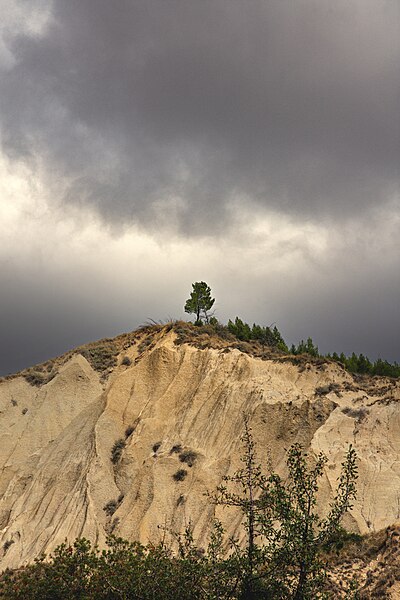 File:Albero e calanchi.jpg