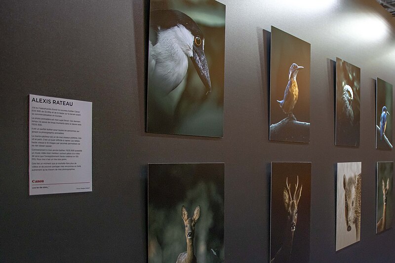 File:Alexis Rateau exhibition Salon photo Paris.jpg