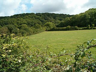 <span class="mw-page-title-main">Aller and Beer Woods</span>