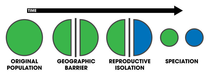 File:Allopatric Speciation Schematic.svg