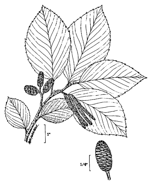 File:Alnus incana drawing 2.png