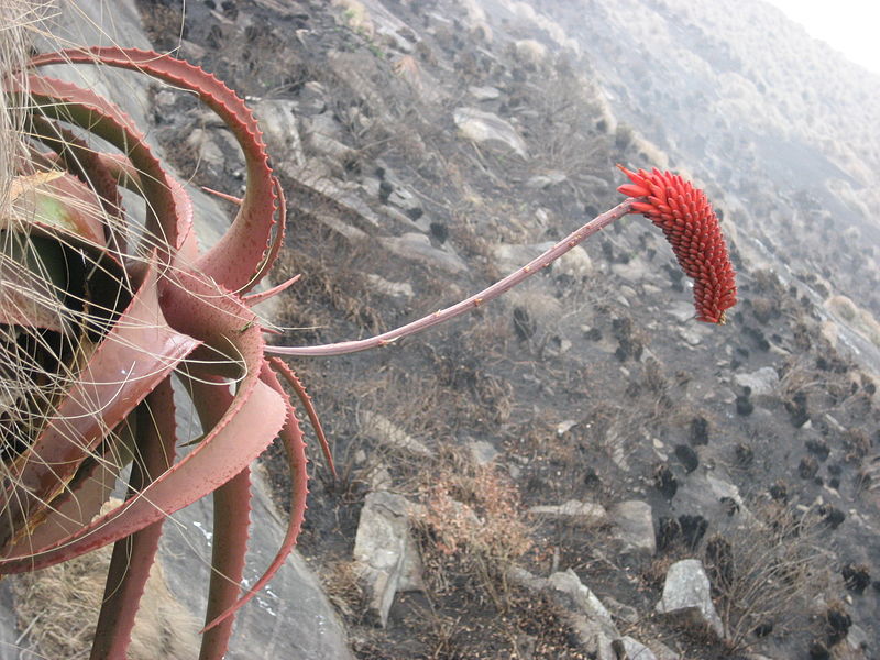 File:Aloe decurva - Zembe 6 (10295358816).jpg