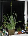Aloe vera with shoots 5.jpg