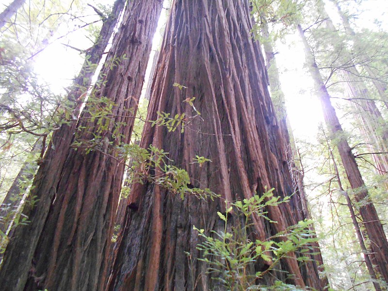 File:Along Avenue of the Giants (21940122711).jpg