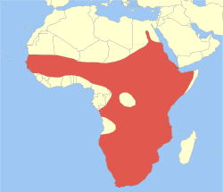 Distribución del gansu d'Exiptu