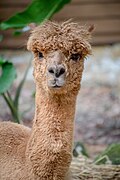 Alpaca