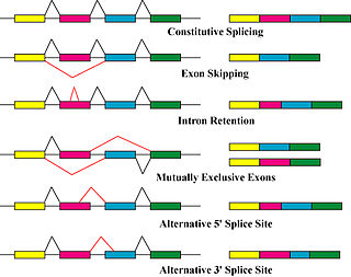 Different mechanisms of RNA splicing Alternative splicing.jpg