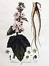 Althaea officinalis — Flora Batava — Volume v4.jpg