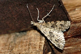 <span class="mw-page-title-main">Alucitoidea</span> Superfamily of moths