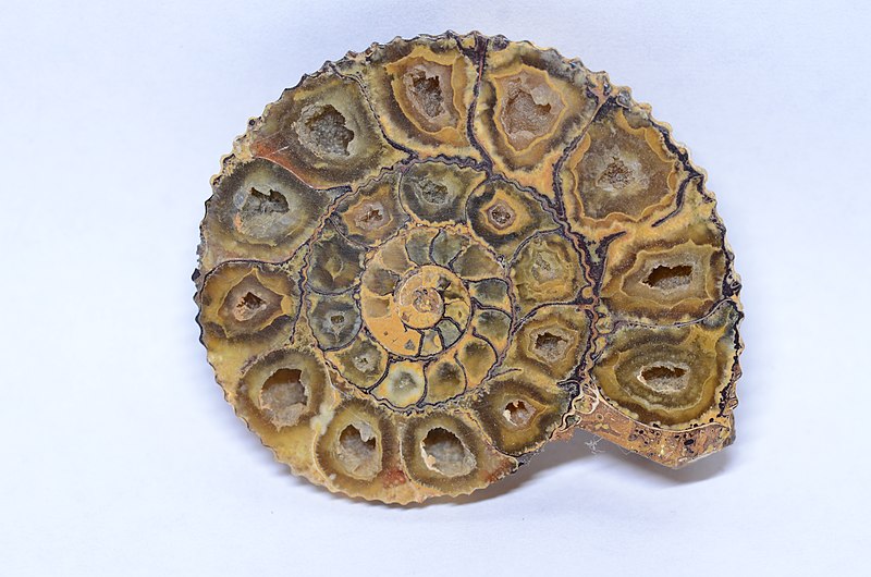 File:Ammonoid Fossil from Madagascar.jpg