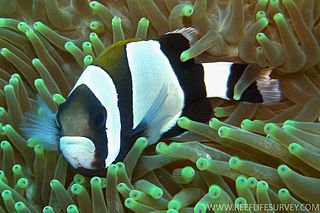 <i>Amphiprion latezonatus</i> Species of fish