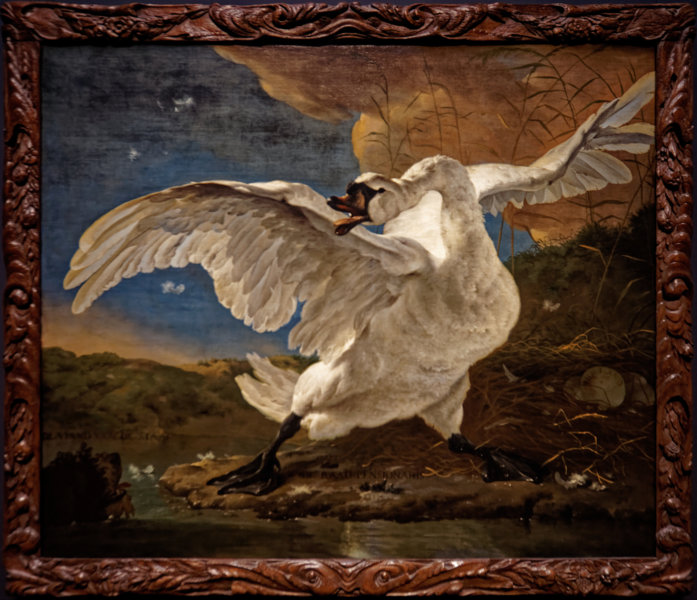 File:Amsterdam - Rijksmuseum 1885 - The Gallery of Honour (1st Floor) - The Threatened Swan c. 1650 by Jan Asselijn.png