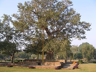 <span class="mw-page-title-main">Ashvattha</span> Sanskrit term for Ficus religiosa