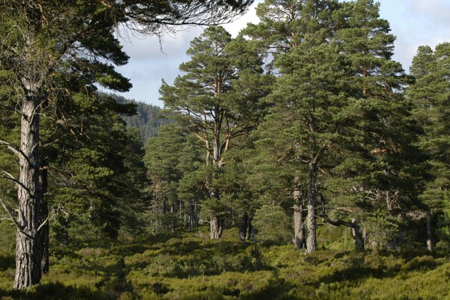 Caledonian pine forest, Glen Tanar