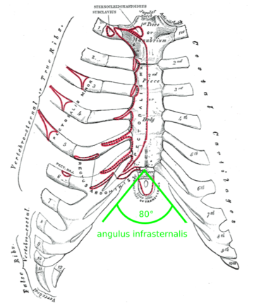 File:Angulus infrasternalis.png